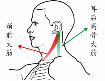 颈前大筋