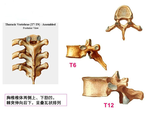 胸腰椎及骨盆松动手法！