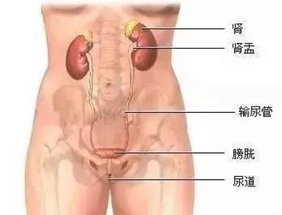 男性生殖系统