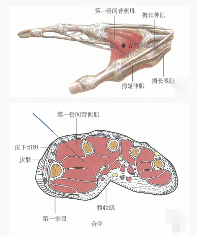 合谷穴解剖学位置——上肢部穴位