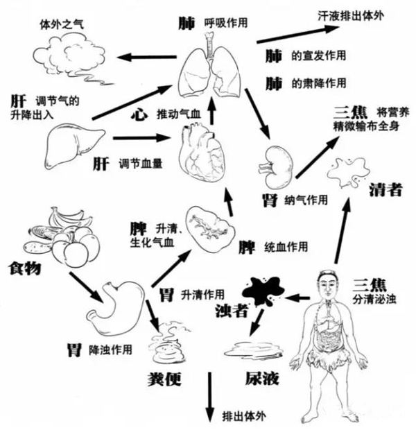 脏与腑主要是表里结合的关系