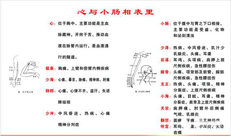 心与小肠