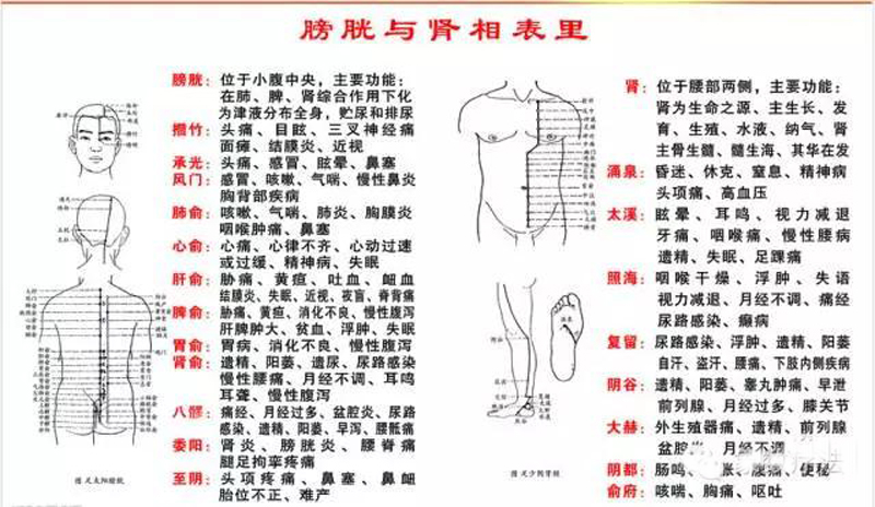 肾与膀胱
