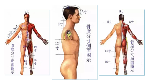 骨度分寸法