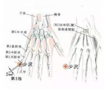 少泽穴