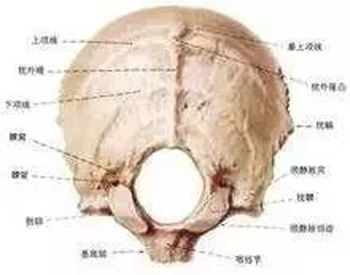 枕骨大孔