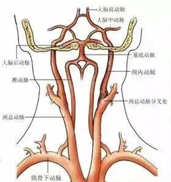 颈动脉
