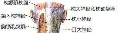枕大神经