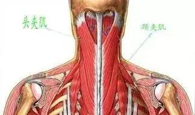 头夹肌