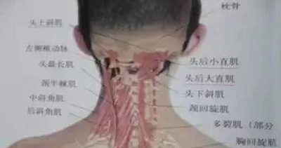 颈部肌肉