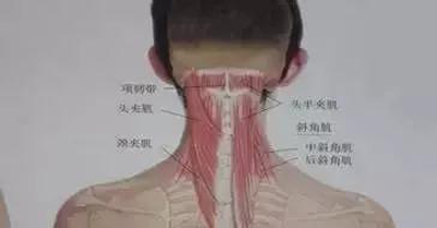 颈部肌肉