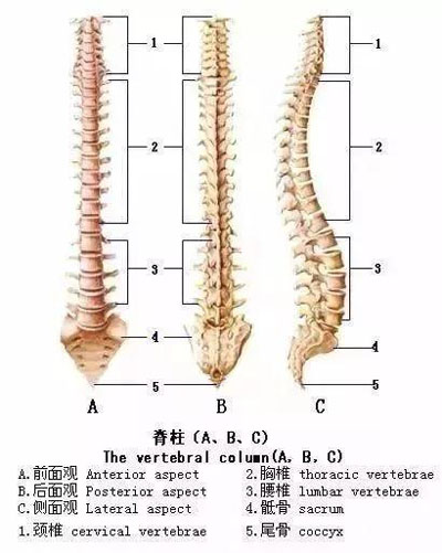 脊柱弯曲度