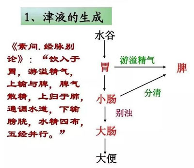 津液的生成