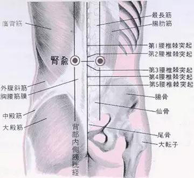 肾俞穴