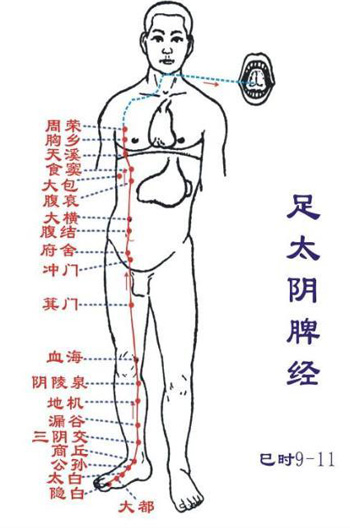 脾经