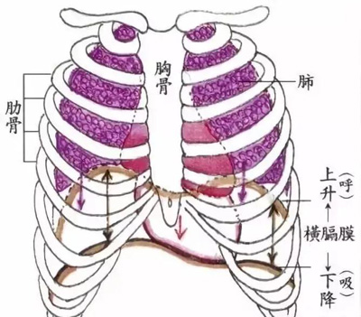 腹式呼吸法