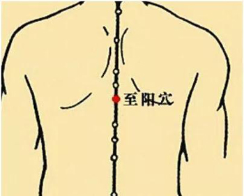 至阳穴：胸胁胀痛、腹痛黄疸、咳嗽气喘