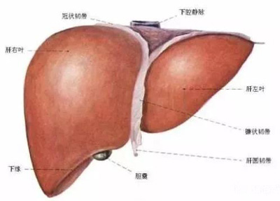 怎样清除肝胆二经垃圾？