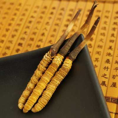 10种补肾、壮阳的中药