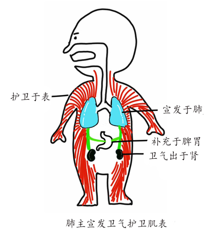 提高人体免疫力的中成药——玉屏风散