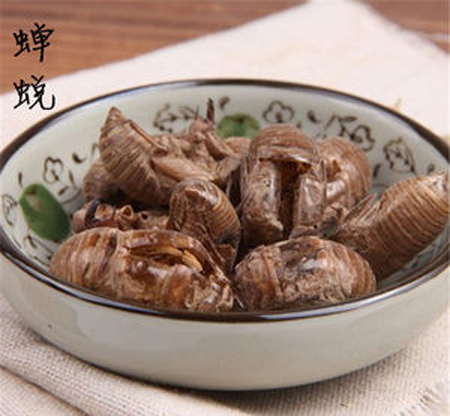 虫类药物及配伍特点分析