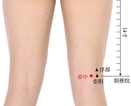 腰背委中求