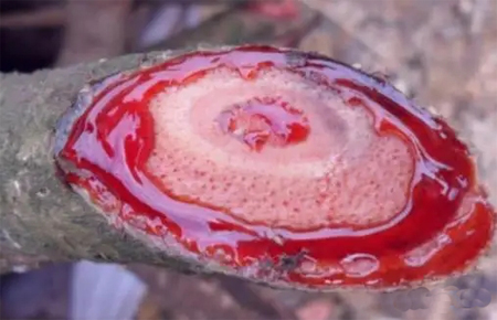 黄芪桂枝五物汤，治麻木第一方！