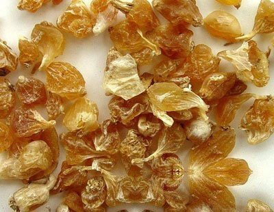 白肺、咳喘、胸闷？3味中药解难：一味清肺，一味化痰，一味散结