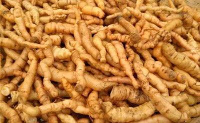 重用生地黄治疗各类皮肤病、痹症有奇效