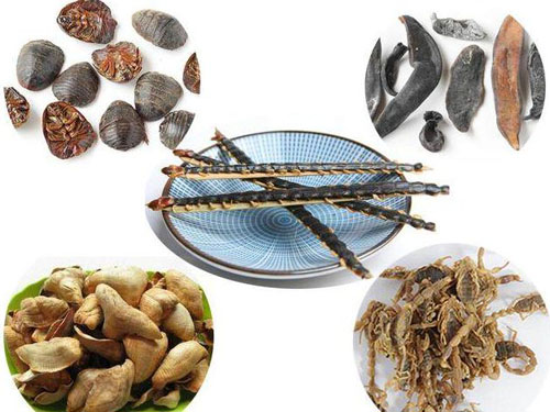 老中医运用虫类药治疗妇科疾病