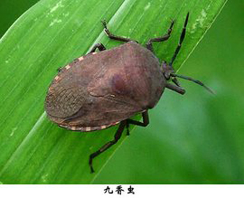 九香虫