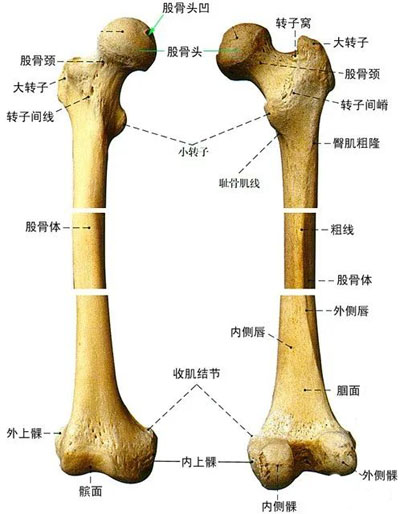 什么是股骨头坏死？