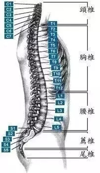 腰椎间盘突出针刺方