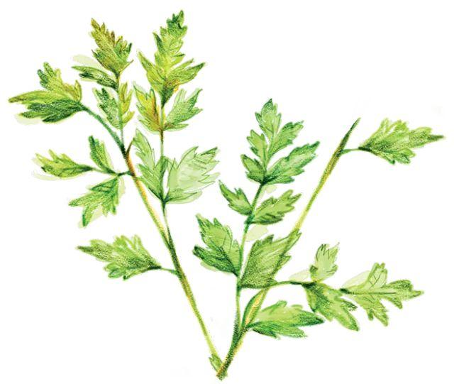 艾草